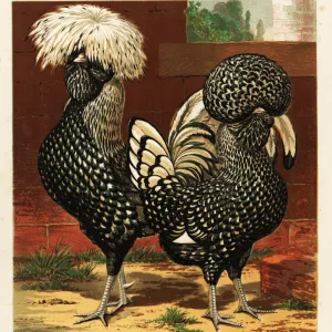 Silver spangled Polish cock and hen