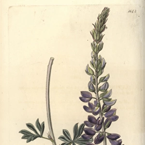 Silver or white-leaved lupine, Lupinus albifrons