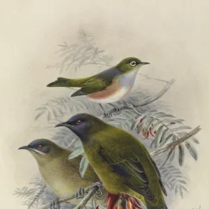 Silvereye Tauhou, Bellbird Korimako