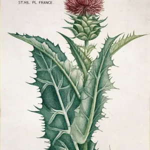 Silybum marianum, milk thistle