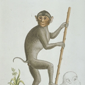 Simias sp. pig-tailed monkey from Sumatra