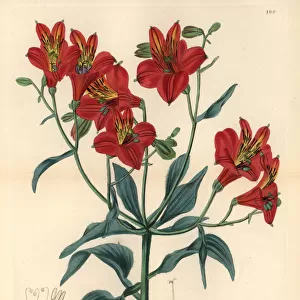 Sims Peruvian lily, Alstroemeria ligtu subsp. simsii