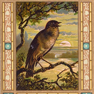Singing bird on a greetings card