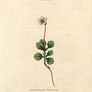 Single-flowered wintergreen, Moneses uniflora