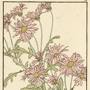 Single Pink Chrysanthemum