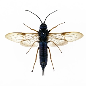 Sirex noctilio, wood wasp