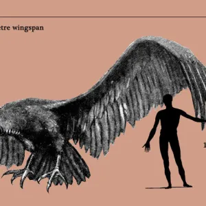 Size of Argentavis magnificens compared to a human figure