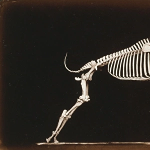 Skeleton of horse. Leaping. Leaving the ground