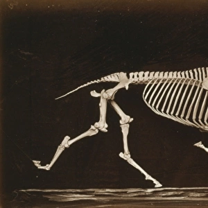 Skeleton of horse. Trotting. Nearing the ground