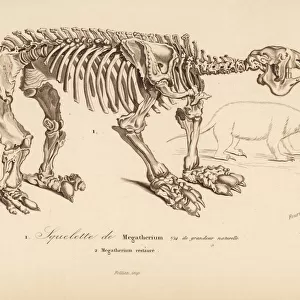Skeleton of a megatherium, extinct giant ground sloth