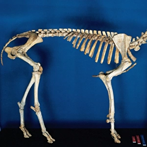 Skeleton of Myotragus balearicus. Spain