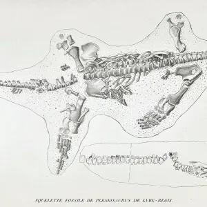 Skeleton of a Plesiosaur from Lyme Regis Skeleton of a Plesiosaur from Lyme Regis