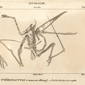 Skeleton of a Pterodactylus, an extinct carnivorous