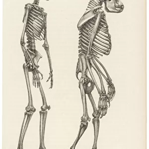 Two skeletons, human and gorilla