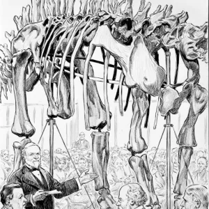 Sketch of Diplodocus presentation