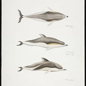 Sketch of Dolphins by Edward Wilson