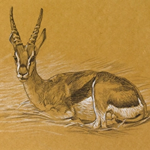 Sketch of an Eland Antelope