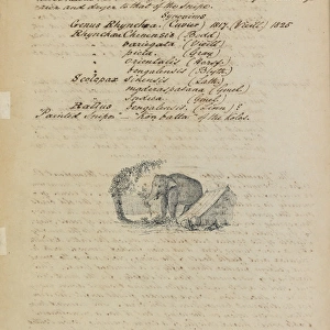 Sketch of an elephant, with descriptive notes