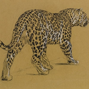 Sketch of a leopard