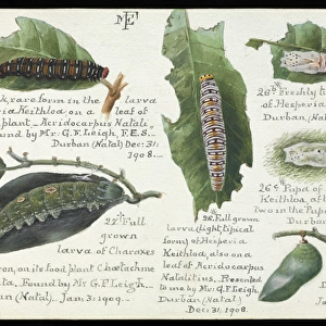 Sketchbooks of Lepidoptera, Margaret Fountaine