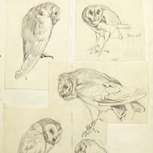 Sketches of a barn owl