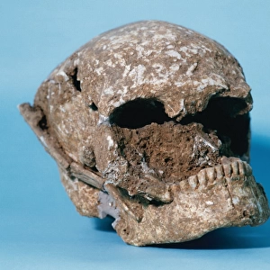 Skull of Bobila Madurell. Spain. End of the 3rd millennium B