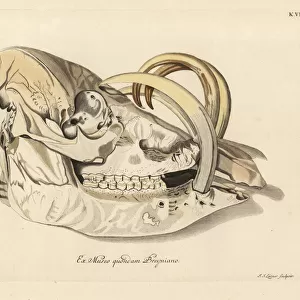 Skull of a Buru babirusa, Babyrousa babyrussa