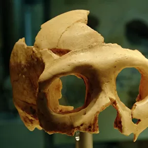 Skull of Neanderthal (Homo neanderthalensis)