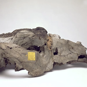 Skull of Toxodon platensis