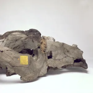 Skull of Toxodon platensis