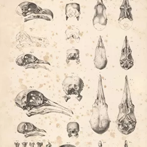 Skulls of pigeons and dodo