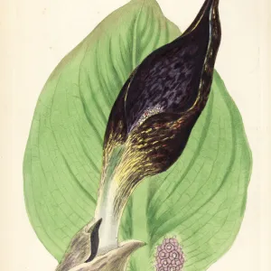 Skunk cabbage, Symplocarpus foetidus