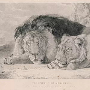 Sleeping Lions / F. Lewis
