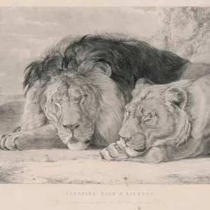 Sleeping Lions / F. Lewis