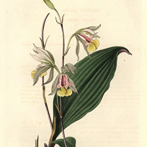 Slender bletia orchid, Bletia gracilis