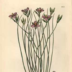 Slender fringe-lily, Thysanotus tenuis