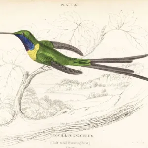 Slender sheartail, Doricha enicura