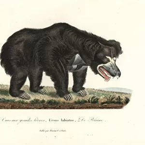 Sloth bear, Melursus ursinus