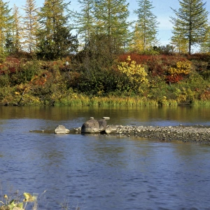 A smalll river in semi-tundra in autumn, near Dudinka