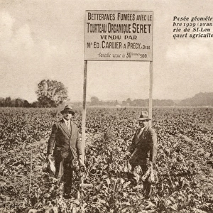 Smoked Sugar Beet plantation at Precy-sur-Oise, France