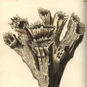 Smooth flower coral, Eusmilia fastigiata