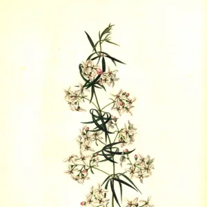 Smooth leaved zieria, Zieria laevigata