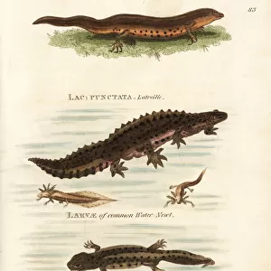 Smooth newt, male, female and larvae, Lissotriton vulgaris