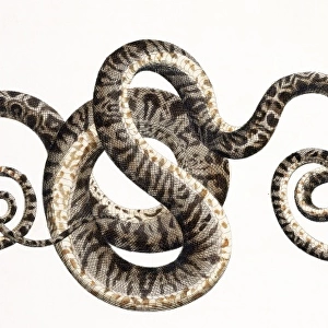 Snake by Albertus Seba