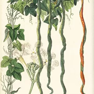 Snake gourd, Trichosanthes cucumerina