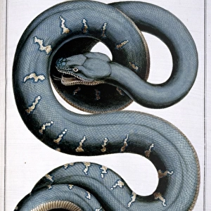 Snake illustration by Albertus Seba
