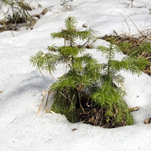 Snow melts in mixed taiga forest - young Spruce