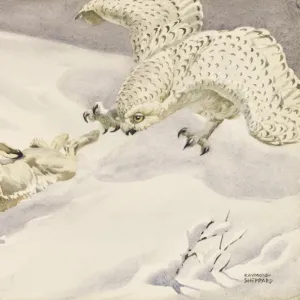 Snowy Owl hunting a Hare