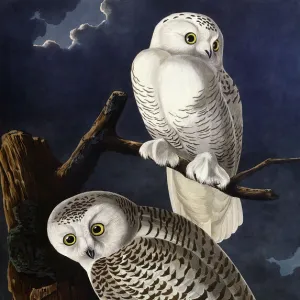 Snowy Owl, by John James Audubon