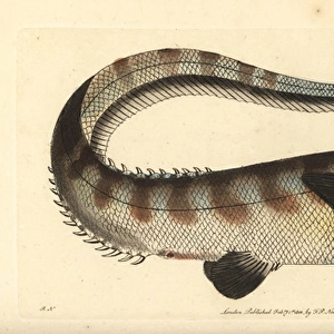 Snub-nosed spiny eel, Notacanthus chemnitzii